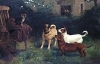 cat-and-dogs-belonging-to-queen-victoria