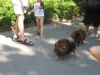 Собаки в Пражском зоопарке