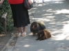 Собаки в Пражском зоопарке